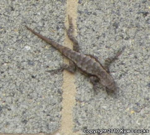 Eastern Fence Lizard (Sceloporus undulatus)