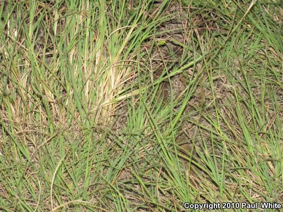 Western Diamond-backed Rattlesnake (Crotalus atrox)