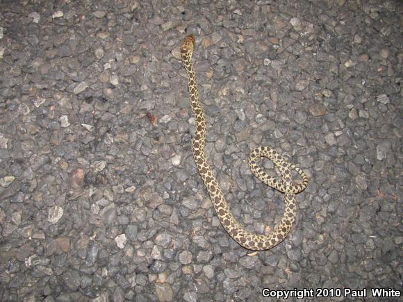 Bullsnake (Pituophis catenifer sayi)