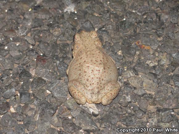 Red-spotted Toad (Anaxyrus punctatus)