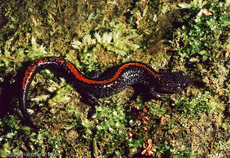 Ozark Zigzag Salamander (Plethodon angusticlavius)