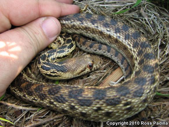 San Diego Gopher Snake (Pituophis catenifer annectens)