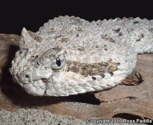 Colorado Desert Sidewinder (Crotalus cerastes laterorepens)