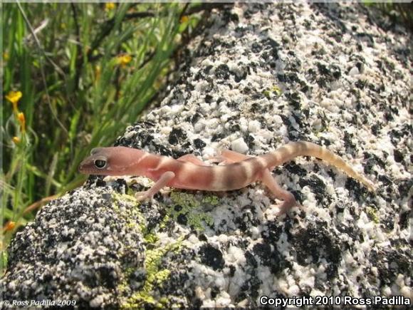 Desert Banded Gecko (Coleonyx variegatus variegatus)