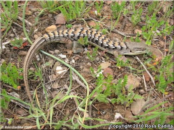 San Diego Alligator Lizard (Elgaria multicarinata webbii)