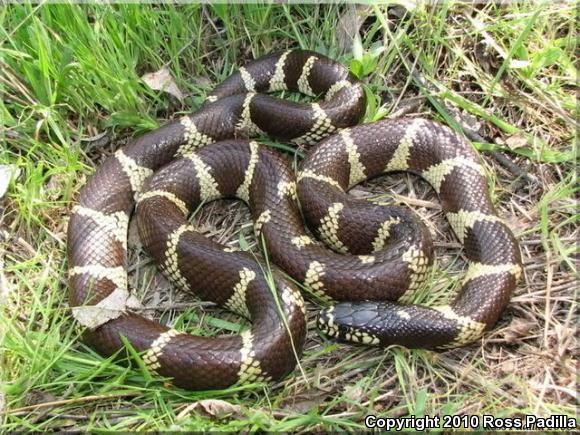 California Kingsnake (Lampropeltis getula californiae)