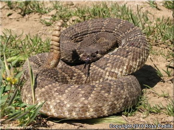 Southern Pacific Rattlesnake (Crotalus oreganus helleri)