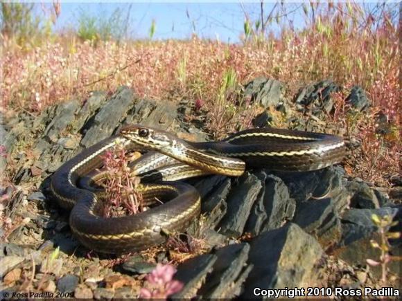 California Striped Racer (Coluber lateralis lateralis)