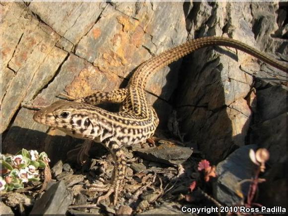 Coastal Whiptail (Aspidoscelis tigris stejnegeri)