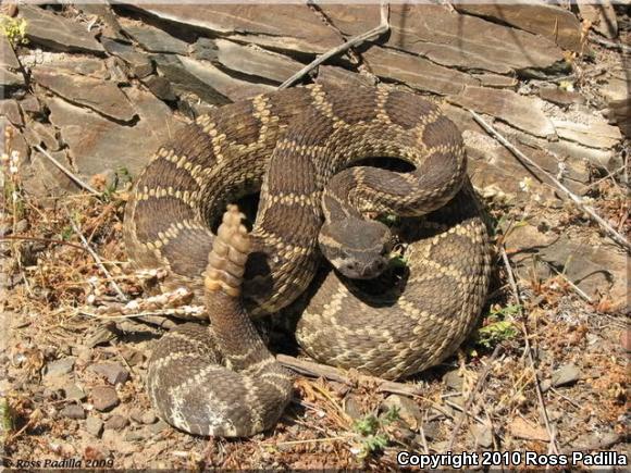 Southern Pacific Rattlesnake (Crotalus oreganus helleri)