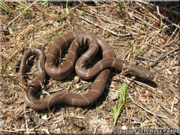 California Kingsnake (Lampropeltis getula californiae)