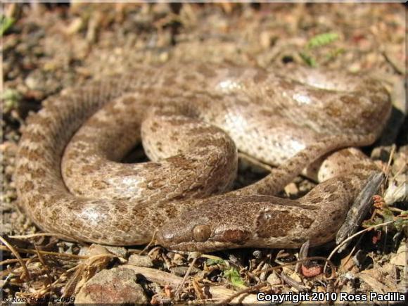 San Diego Nightsnake (Hypsiglena ochrorhyncha klauberi)