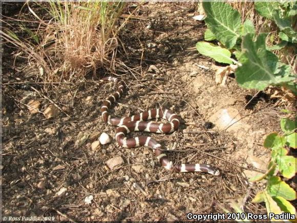 California Kingsnake (Lampropeltis getula californiae)