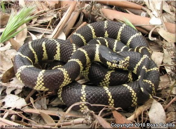 California Kingsnake (Lampropeltis getula californiae)