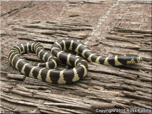 California Kingsnake (Lampropeltis getula californiae)