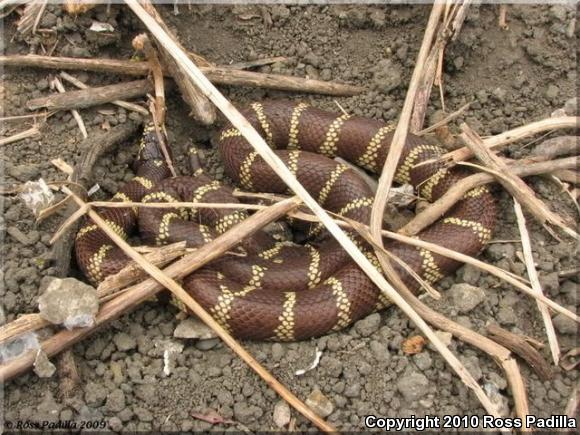 California Kingsnake (Lampropeltis getula californiae)