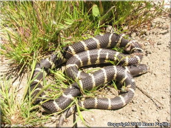 California Kingsnake (Lampropeltis getula californiae)