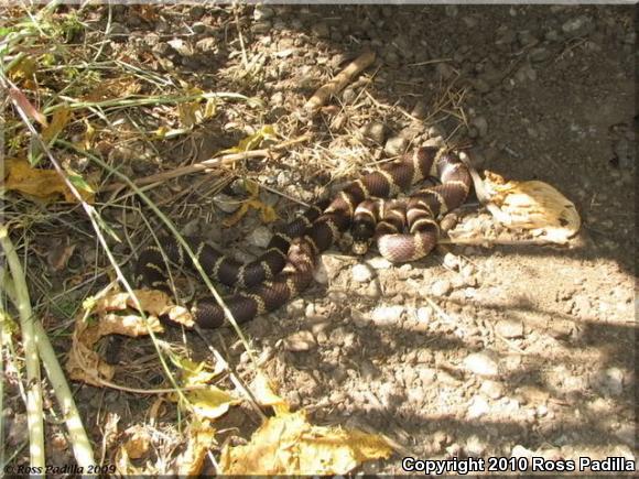 California Kingsnake (Lampropeltis getula californiae)