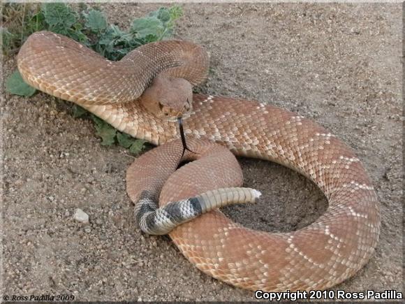 Red Diamond Rattlesnake (Crotalus ruber)