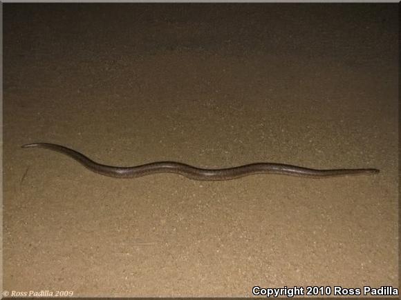 Coastal Rosy Boa (Lichanura trivirgata roseofusca)