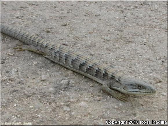 San Diego Alligator Lizard (Elgaria multicarinata webbii)