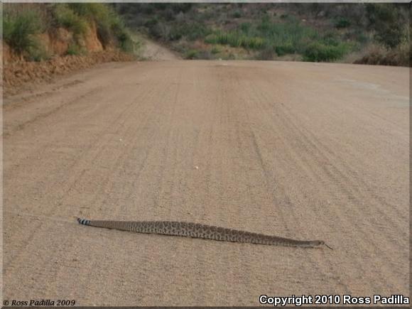 Red Diamond Rattlesnake (Crotalus ruber)