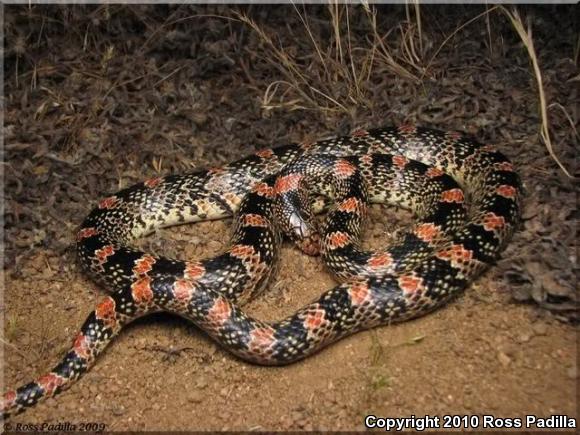 Western Long-nosed Snake (Rhinocheilus lecontei)