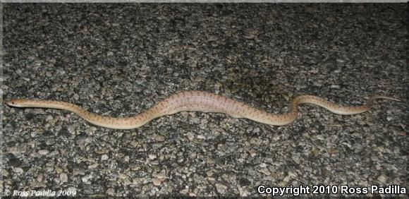 Desert Glossy Snake (Arizona elegans eburnata)