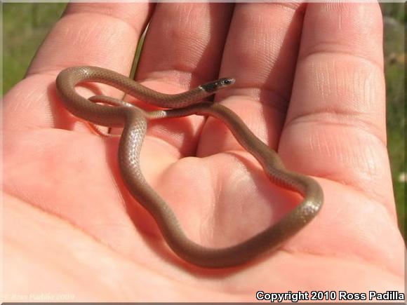 Western Black-headed Snake (Tantilla planiceps)