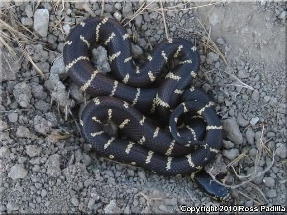 California Kingsnake (Lampropeltis getula californiae)