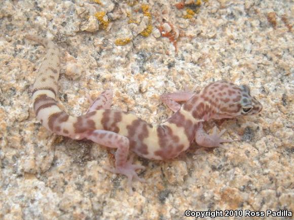 San Diego Banded Gecko (Coleonyx variegatus abbotti)