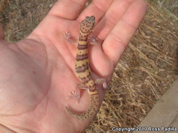 San Diego Banded Gecko (Coleonyx variegatus abbotti)