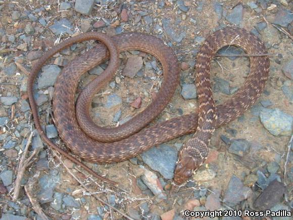 Red Racer (Coluber flagellum piceus)