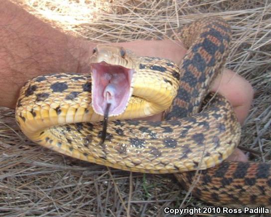 San Diego Gopher Snake (Pituophis catenifer annectens)