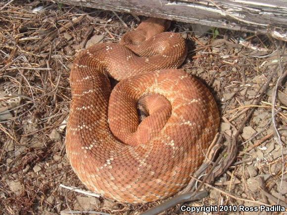 Red Diamond Rattlesnake (Crotalus ruber)