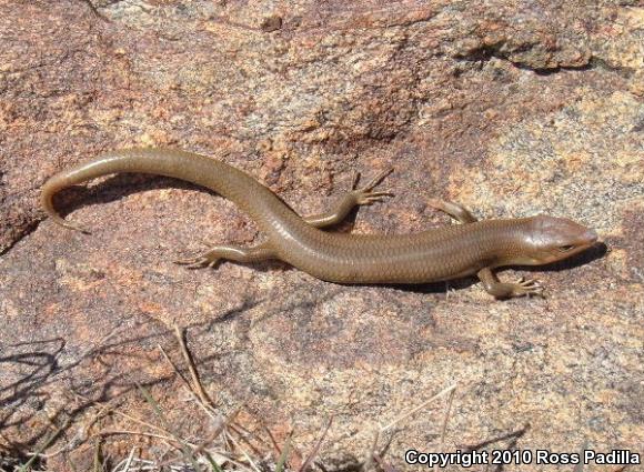 Western Redtail Skink (Plestiodon gilberti rubricaudatus)