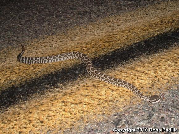 Southern Pacific Rattlesnake (Crotalus oreganus helleri)