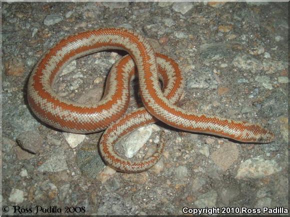 Coastal Rosy Boa (Lichanura trivirgata roseofusca)