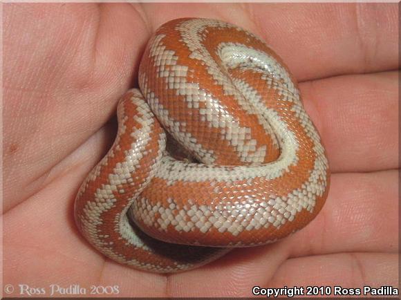 Coastal Rosy Boa (Lichanura trivirgata roseofusca)