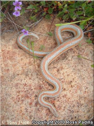 Coastal Rosy Boa (Lichanura trivirgata roseofusca)