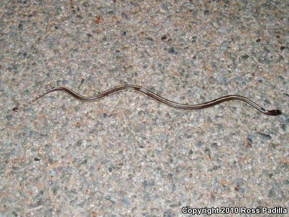 California Kingsnake (Lampropeltis getula californiae)