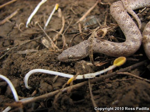 San Diego Nightsnake (Hypsiglena ochrorhyncha klauberi)