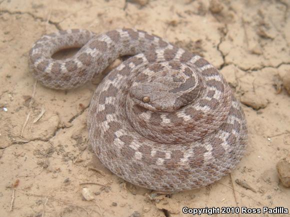 San Diego Nightsnake (Hypsiglena ochrorhyncha klauberi)