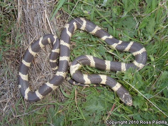 California Kingsnake (Lampropeltis getula californiae)