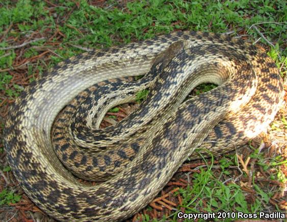 San Diego Gopher Snake (Pituophis catenifer annectens)