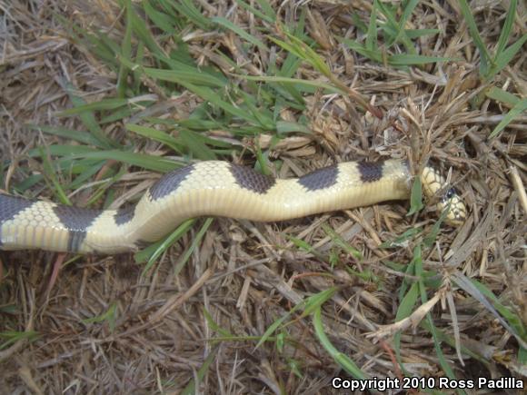 California Kingsnake (Lampropeltis getula californiae)