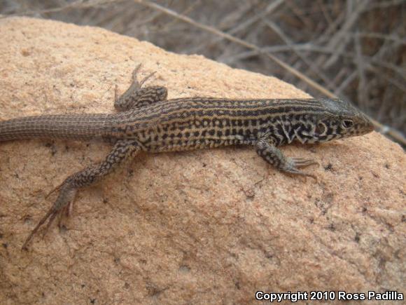 Coastal Whiptail (Aspidoscelis tigris stejnegeri)