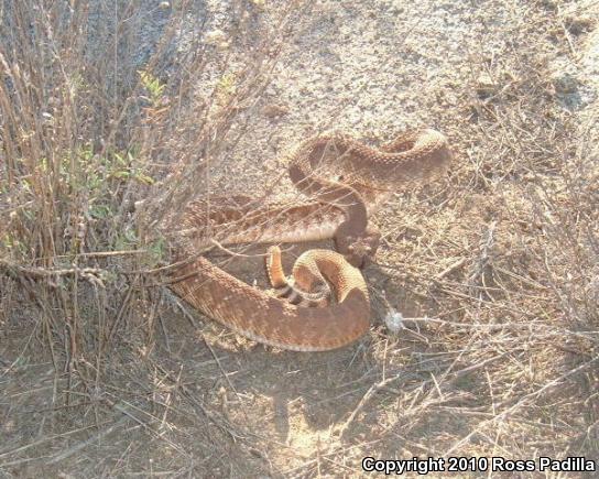 Red Diamond Rattlesnake (Crotalus ruber)