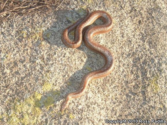 Coastal Rosy Boa (Lichanura trivirgata roseofusca)