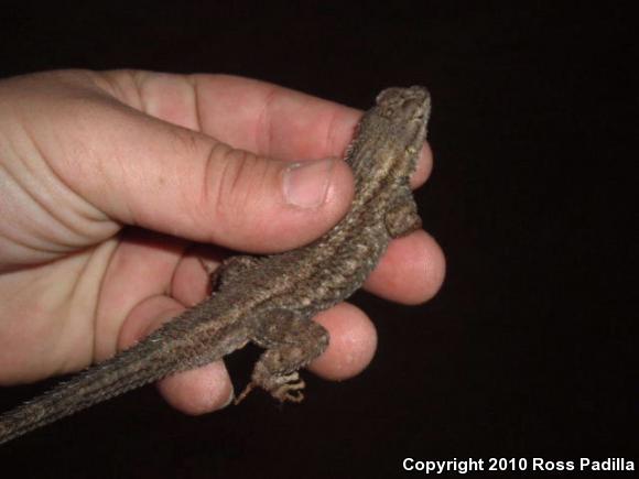 Great Basin Fence Lizard (Sceloporus occidentalis longipes)